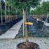 Cryptomeria Japonica Topiary Tree 80 cm buy online UK.