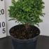 Cryptomeria Japonica Vilmoriniana Japanese Cedar 20-30 cm buy online UK.