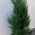 Cupressocyparis Leylandii 2001 1-1.25 m buy online UK.
