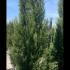 Cupressocyparis Leylandii 2001 2.5-3 m buy online UK.