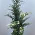 Cupressocyparis Leylandii 2001 80-100 cm buy online UK.
