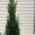 Cupressocyparis Leylandii 2001 1.75-2 m buy online UK.