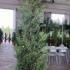 Cupressocyparis Leylandii Castlewellan Gold 2-2.25 m buy online UK.