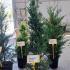 Cupressocyparis Leylandii Castlewellan Gold 1-1.25 m buy online UK.