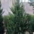 Cupressocyparis Leylandii Castlewellan Gold 1.75-2 m buy online UK.