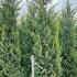 Cupressocyparis Leylandii Castlewellan Gold 3.5-4 m buy online UK.