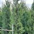 Cupressocyparis Leylandii Castlewellan Gold 3-3.5 m buy online UK.
