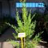 Cupressocyparis Leylandii Castlewellan Gold 80-100 cm buy online UK.