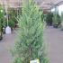 Cupressocyparis Leylandii Castlewellan Gold 1.5-1.75 m buy online UK.