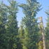 cupleycastle 4-4.5 m buy online UK.