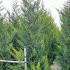 Cupressocyparis Leylandii Castlewellan Gold 2.5-3 m buy online UK.