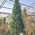 clpa 2-2.5 m buy online UK.