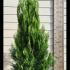 Cupressocyparis Leylandii Pyramidalis Aurea Leyland Cypress 1.5-1.75 m buy online UK.