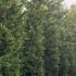 Cupressocyparis Leylandii Variegata 4-4.5 m buy online UK.