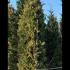 Cupressocyparis Leylandii Variegata 3.5-4 m buy online UK.