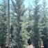 Cupressus Arizonica Fastigiata Blue Arizona Cypress 3-3.5 m buy online UK.