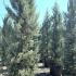 Cupressus Arizonica Fastigiata Blue Arizona Cypress 3.5-4 m buy online UK.