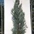 Cupressus Arizonica Fastigiata Blue Arizona Cypress 1.5-1.75 m buy online UK.