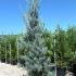 Cupressus Arizonica Fastigiata Blue Arizona Cypress 2-2.5 m buy online UK.