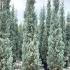 Cupressus Arizonica Fastigiata Blue Arizona Cypress 2.5-3 m buy online UK.