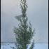Cupressus Arizonica Fastigiata Blue Arizona Cypress 60-80 cm buy online UK.