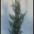 Cupressus Arizonica Fastigiata Blue Arizona Cypress 1-1.25 m buy online UK.