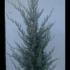Cupressus Arizonica Fastigiata Blue Arizona Cypress 1.75-2 m buy online UK.