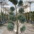 Cupressus Arizonica Fastigiata Pom Pom 1.5-1.6 m buy online UK.