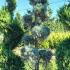Cupressus Arizonica Fastigiata Pom Pom 1.7-1.8 m buy online UK.