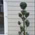 Cupressus Arizonica Fastigiata Pom Pom 1.1-1.3 m buy online UK.