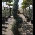 Cupressus Arizonica Spiral 1.75-2 m buy online UK.