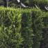Cupressus Castlewellan Gold Topiary Column and Ball Trees, part of our huge topiary collection - all trees for sale online UK delivery