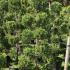 Cupressus Castlewellan Gold Topiary 1.25-1.5 m buy online UK.