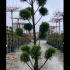 Cupressus Castlewellan Gold Topiary 1.8-2 m buy online UK.