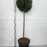 cgt 1.2-1.3 m buy online UK.