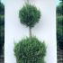 Cupressus Castlewellan Gold Topiary 1.3-1.5 m buy online UK.