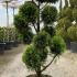 Cupressus Castlewellan Gold Topiary 1.6-1.8 m buy online UK.