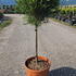 cgt 70-90 cm buy online UK.