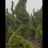 Cupressus Castlewellan Spiral  2.5-3 m buy online UK.