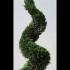 Cupressus Castlewellan Spiral  1.5-1.75 m buy online UK.