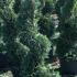 Cupressus Castlewellan Spiral  1.25-1.5 m buy online UK.