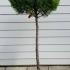 Cupressus Goldcrest Topiary Tree - Topiary Lollipops 1-1.25 m buy online UK.