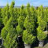 goldcs 1.5-1.75 m buy online UK.