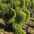 Cupressus Goldcrest Spiral Topiary 1.25-1.5 m buy online UK.