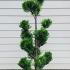 Cupressus Leyland Aurea Pom Pom 1.5-1.6 m buy online UK.