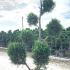 Cupressus Leyland Aurea Pom Pom 1.3-1.5 m buy online UK.