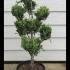 Cupressus Leyland Aurea Pom Pom 80-100 cm buy online UK.