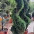 Cupressus Leyland Spirals 1.2-1.3 m buy online UK.