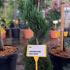 Cupressus Leyland Spirals 1-1.1 m buy online UK.
