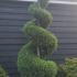 castlewellanleylandspirals 2.5-3 m buy online UK.